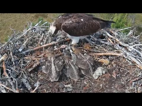 #4 Sääksilive (Osprey Cam) | Three osprey babies lineup for eating breakfast | June 15, 2024