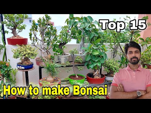 , title : '15 Easy plant Bonsai | How to make Bonsai | The One Page'