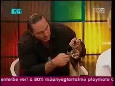 Frabato Ősi Mestermágus a médiában 4 (részletek)