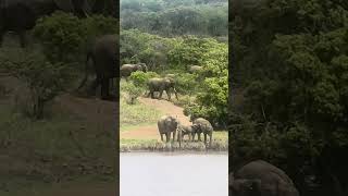 Download lagu Phinda Game Reserve mp3