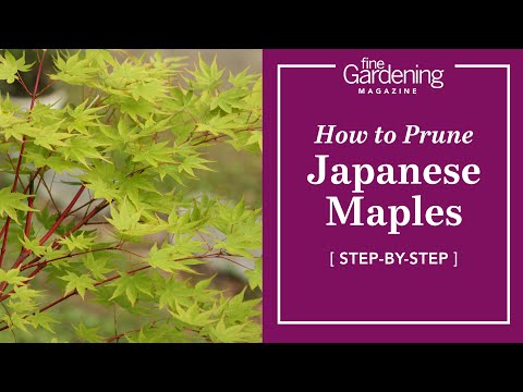 How to Prune Japanese Maples - Step by Step Instructions | Fine Gardening Magazine