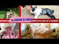 The Complete Guide To Rabbit Life Breeding Birth And Baby Care