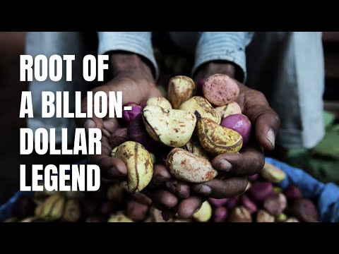 Cola nitida — The Ancient Nut Behind the World’s Most Famous Drink