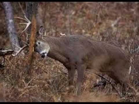 download lagu mp3 mp4 The Deer Song, download lagu The Deer Song gratis, unduh video klip The Deer Song