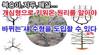 복숭아, 자두, 매실... 개심형으로 키워온 원리를 알아야 앞으로 바뀌는 여러 새수형을 시행차오 없이도입할 …