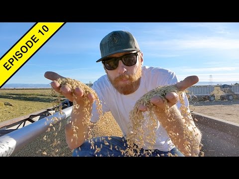 The Difference Between Brown Rice & White Rice!