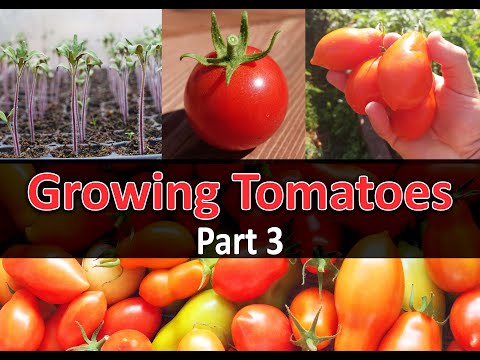 Solutions To Blossom End Rot In Tomatoes etc