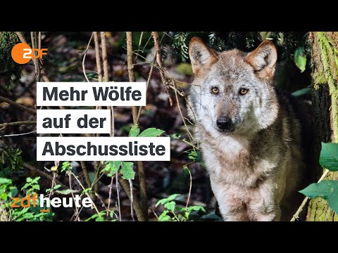 German government wants to make wolf hunting easier | ZDF midday magazine