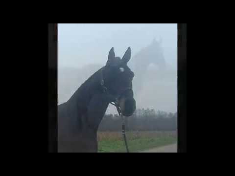 5y. Wallach / gelding v. Fantastic