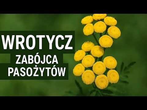 Tansy: A Controversial Plant with Many Uses