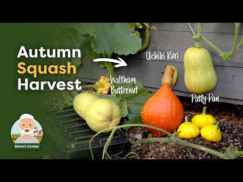 When to Harvest Uchiki Kuri Squash (+ Patty Pan & Butternut!)