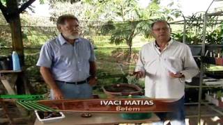 Globo Rural | Como produzir a muda da Castanha do Pará
