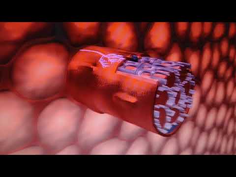 Muscle Contraction Mechanism - Actin vs. Myosin - Striated Skeletal Muscle - Fonovim