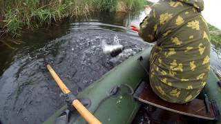 Как правильно насаживать живца для ловли сома