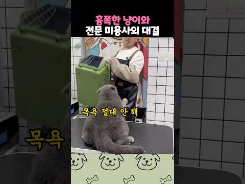 흉폭한 냥이와 전문가의 대결