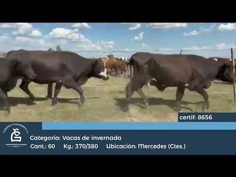 Lote VC INV - Mercedes Corrientes