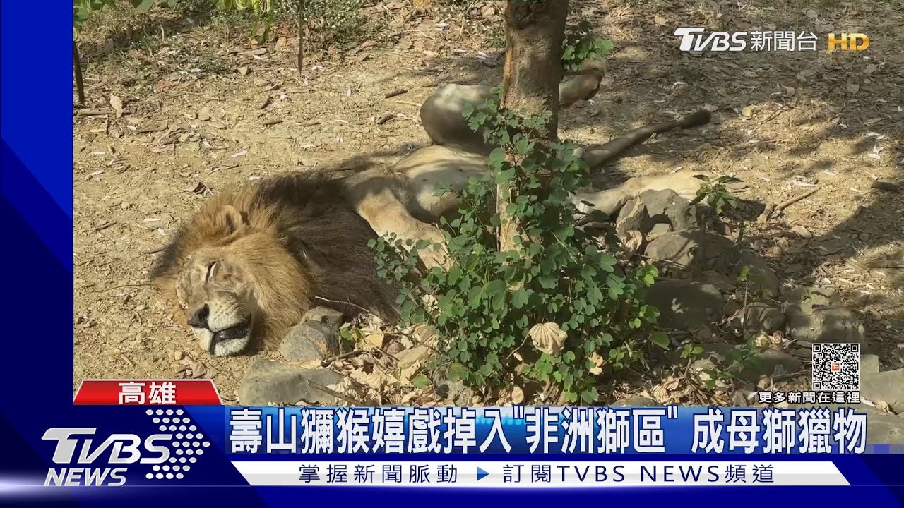 悚!壽山小獼猴嬉戲掉入非洲獅區 成為母獅獵物