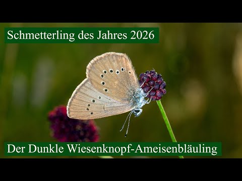 Butterfly of the Year 2026 - the Dusky Large Blue