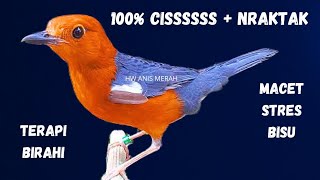 Download lagu HW ANIS MERAH | LANGSUNG RESPON, TERAPI BIRAHI ANIS MERAH JANTAN/BETINA MACET, STRES, BISU !! mp3