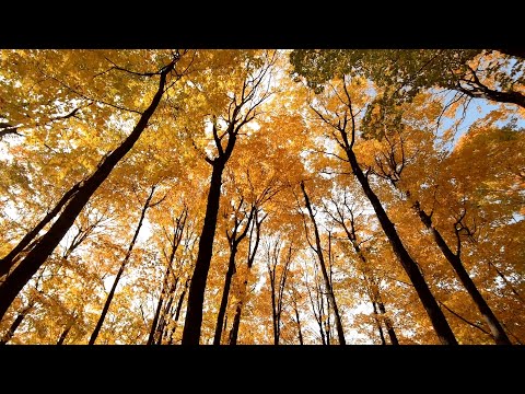 A Glimpse of Autumn | Wind Chimes, Leaves Falling - Fall Ambience to Watch the Leaves Fall to
