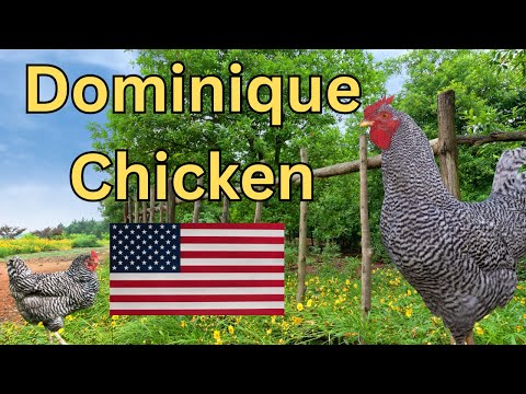 Dominique — Americas first heritage breed