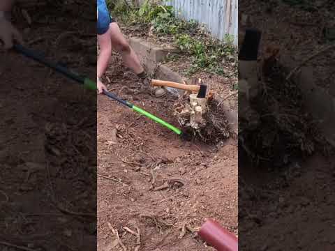 Tree Stump Removal By Hand #diy #diwhy #renovation #milwaukee #lawncare