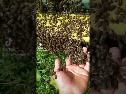 մեղուները նեղացել են