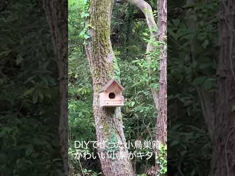 鳥の好きな色は何色ですか? 鳥を惹きつけます 庭 赤 赤 喉シジュウカラ スズメ ゴールドフィンチ タマラ ロペス シャッターストック