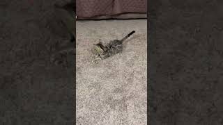 Bengal Cats Videos