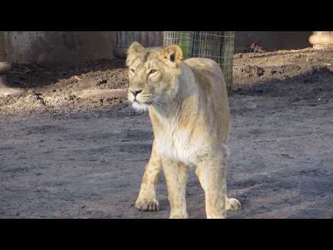 Blijdorp januari 2014 - Leeuwin 1 / Lioness 1