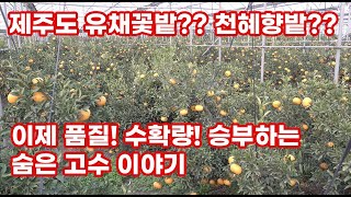 제주도 4천평에 2만kg 추가 수량을 올리고 당도도 개선하여 품질을 향상시킨 천혜향 재배농가의 그 기술은??