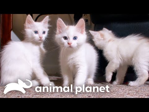 The Most Unique and Quirkiest Kittens | Cats 101 | Animal Planet
