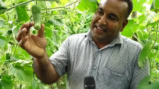 বাংলার কৃষি পর্ব ৯৩১