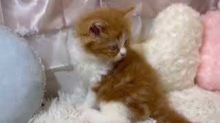 スコティッシュフォールドの動画01