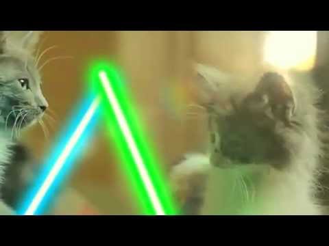 Jedi Kittens