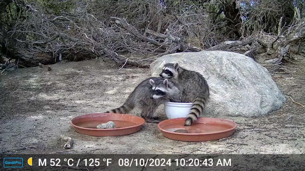 S2E11: A Day At The Wildlife Water Station