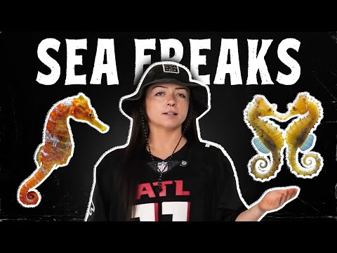 Seahorses are actually pretty sick I Lindsay Nikole | Lindsay Nikole
