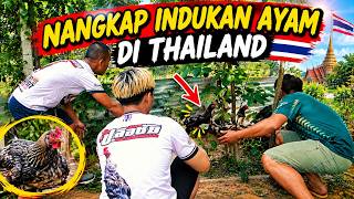 Download lagu CATCHING PARENT CHICKENS IN THAILAND - PART 6 mp3 Download lagu CATCHING PARENT CHICKENS IN THAILAND - PART 6 mp3