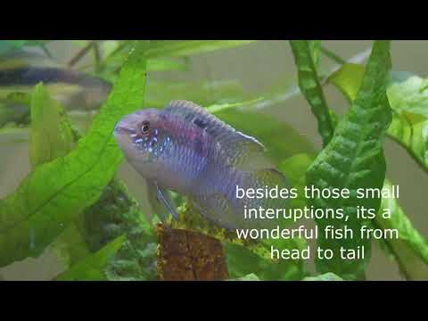 Akara usmievavá (Laetacara curviceps) — species profil, akvárium a starostlivosť
