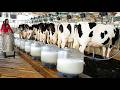Inside a Modern Cow Milk Dairy Farm  Full Cow Milking Process