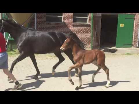 Fidertanz Hengstfohlen / Fidertanz colt