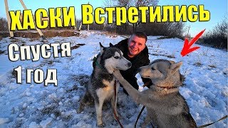 ХАСКИ БРАТ И СЕСТРА ВСТРЕТИЛИСЬ СПУСТЯ 1 ГОД!