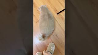 Những chú mèo ngộ nghĩnh, vui nhộn, TiktokTrungQuốc#mèo#tiktok#hàihước#7