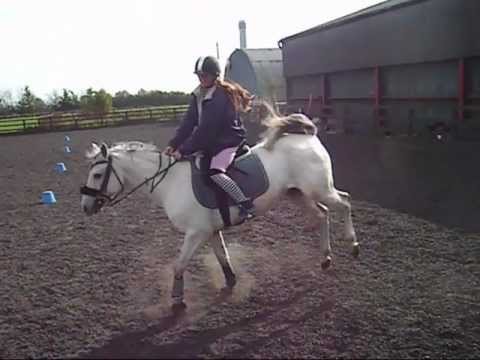 Horse tricks - Capriole!