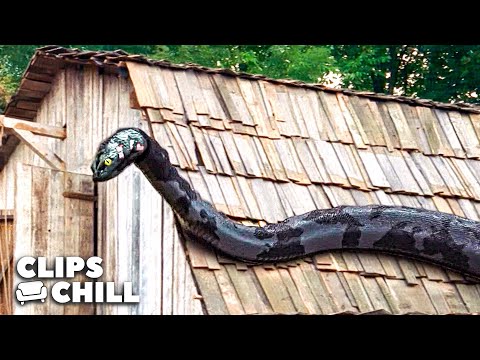 Ambush By A Giant Snake | Anaconda 3: Offspring
