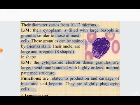 L1,2:Histology of blood cells, Platelets & bone marrow. IBL 42