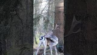 Ein neuer Film zur Damhirschjagd auf HOD 🍂 während der Brunft!  #jagd #damhirsch #hirsch #brunft