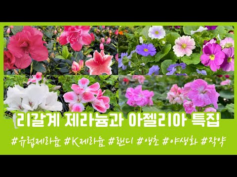 , title : '리갈 제라늄, K제라늄 총 52가지 제라늄 소개와 키우는 방법! 아젤리아, 앵초, 야생화  010.8446.1438 문자주문 단연화 유럽 팬시 랜디 제라늄 레위시아 작약 노지월동'