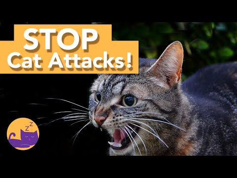 Why Does My Cat ATTACK Me?! How to Fix Night-Time Attacks 😾
