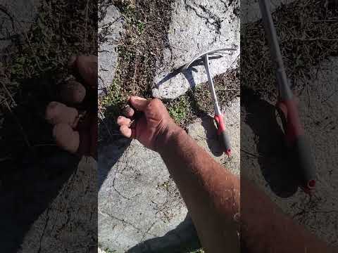 Winter Dry Patches In Kurapia Remedy Suggestions